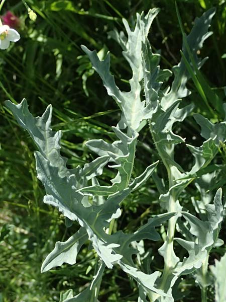 Crambe tataria \ Tatorjan-Meerkohl, Tataren-Meerkohl / Tartar Kale, A Ottenthal 11.5.2025
