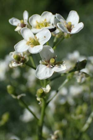 Crambe tataria \ Tatorjan-Meerkohl, Tataren-Meerkohl / Tartar Kale, A Ottenthal 11.5.2025