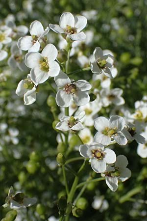 Crambe tataria \ Tatorjan-Meerkohl, Tataren-Meerkohl / Tartar Kale, A Ottenthal 11.5.2025
