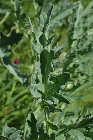 Crambe tataria \ Tatorjan-Meerkohl, Tataren-Meerkohl / Tartar Kale, A Ottenthal 11.5.2025