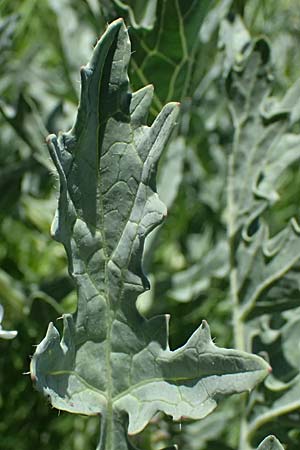 Crambe tataria \ Tatorjan-Meerkohl, Tataren-Meerkohl / Tartar Kale, A Ottenthal 11.5.2025