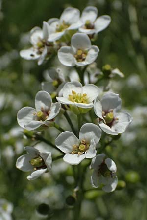 Crambe tataria \ Tatorjan-Meerkohl, Tataren-Meerkohl / Tartar Kale, A Ottenthal 11.5.2025