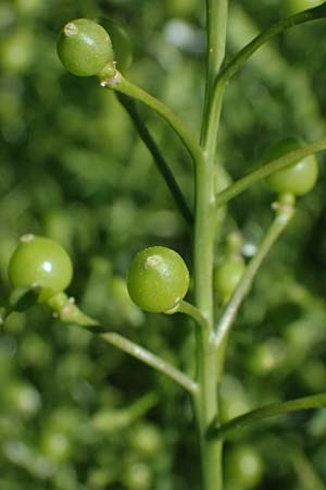 Crambe tataria \ Tatorjan-Meerkohl, Tataren-Meerkohl / Tartar Kale, A Ottenthal 11.5.2025
