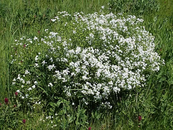Crambe tataria \ Tatorjan-Meerkohl, Tataren-Meerkohl / Tartar Kale, A Ottenthal 11.5.2025
