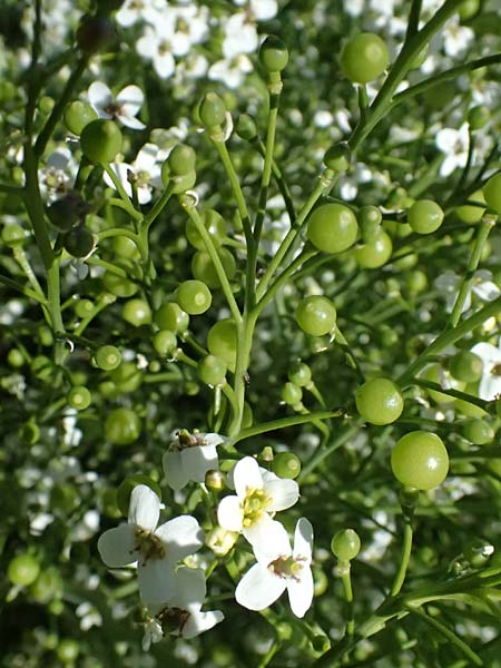 Crambe tataria \ Tatorjan-Meerkohl, Tataren-Meerkohl / Tartar Kale, A Ottenthal 11.5.2025