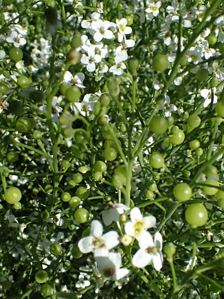 Crambe tataria \ Tatorjan-Meerkohl, Tataren-Meerkohl / Tartar Kale, A Ottenthal 11.5.2025