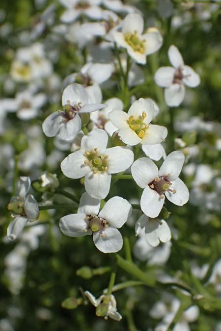Crambe tataria \ Tatorjan-Meerkohl, Tataren-Meerkohl / Tartar Kale, A Ottenthal 11.5.2025