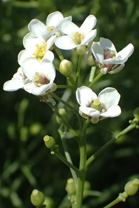 Crambe tataria \ Tatorjan-Meerkohl, Tataren-Meerkohl / Tartar Kale, A Ottenthal 11.5.2025