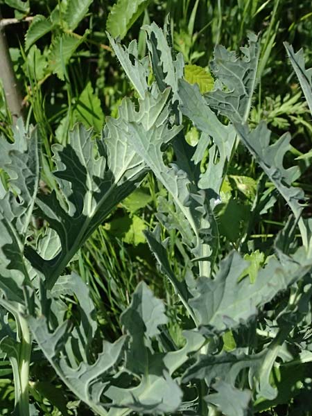 Crambe tataria \ Tatorjan-Meerkohl, Tataren-Meerkohl / Tartar Kale, A Ottenthal 11.5.2025