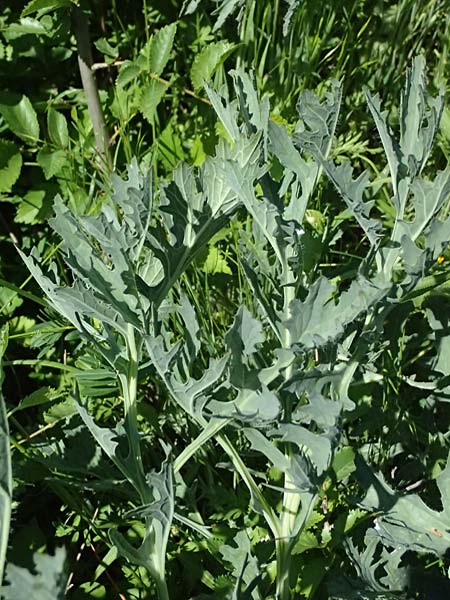 Crambe tataria \ Tatorjan-Meerkohl, Tataren-Meerkohl / Tartar Kale, A Ottenthal 11.5.2025