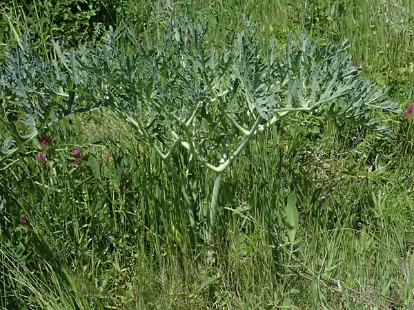 Crambe tataria \ Tatorjan-Meerkohl, Tataren-Meerkohl / Tartar Kale, A Ottenthal 11.5.2025