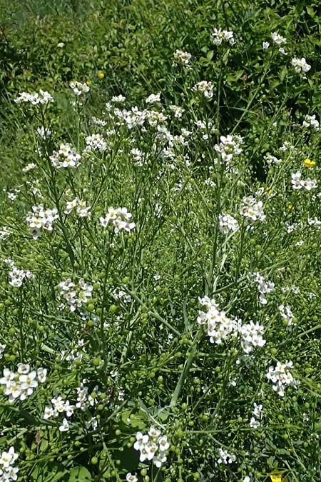 Crambe tataria \ Tatorjan-Meerkohl, Tataren-Meerkohl / Tartar Kale, A Ottenthal 11.5.2025