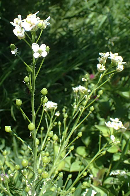 Crambe tataria \ Tatorjan-Meerkohl, Tataren-Meerkohl / Tartar Kale, A Ottenthal 11.5.2025
