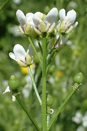 Crambe tataria \ Tatorjan-Meerkohl, Tataren-Meerkohl / Tartar Kale, A Ottenthal 11.5.2025