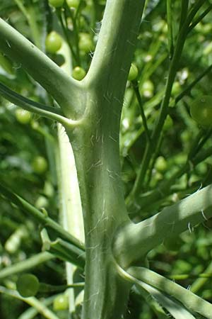 Crambe tataria \ Tatorjan-Meerkohl, Tataren-Meerkohl / Tartar Kale, A Ottenthal 11.5.2025