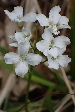 Cardamine trifolia \ Kleeblttriges Schaumkraut, Wald-Schaumkraut / Three-Leaved Cuckoo Flower, Trefoil Cress, A Kirchberg am Wechsel 12.5.2025