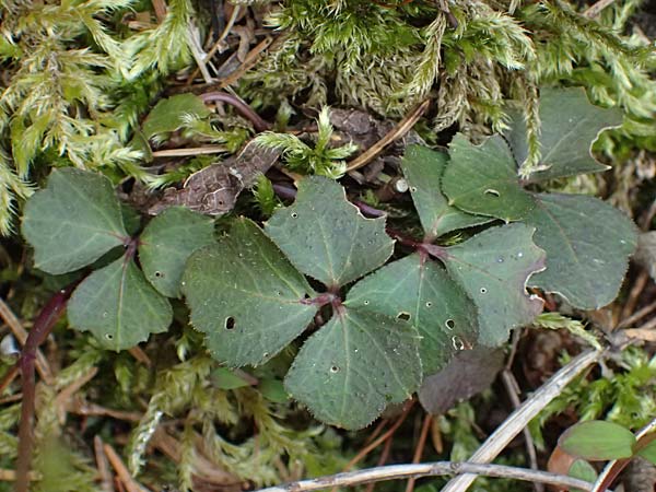 Cardamine trifolia \ Kleeblttriges Schaumkraut, Wald-Schaumkraut / Three-Leaved Cuckoo Flower, Trefoil Cress, A Kirchberg am Wechsel 12.5.2025