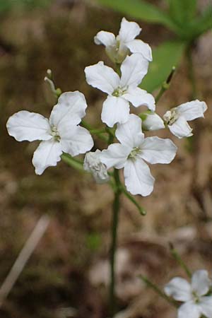 Cardamine trifolia \ Kleeblttriges Schaumkraut, Wald-Schaumkraut / Three-Leaved Cuckoo Flower, Trefoil Cress, A Kirchberg am Wechsel 12.5.2025