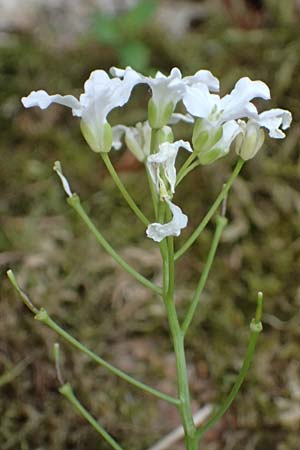Cardamine trifolia \ Kleeblttriges Schaumkraut, Wald-Schaumkraut / Three-Leaved Cuckoo Flower, Trefoil Cress, A Kirchberg am Wechsel 12.5.2025