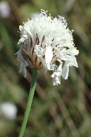 Cephalaria transsylvanica \ Siebenb&uuml;rger Schuppenkopf / Transsilvanian Scabiosa, A Wien 10.7.2023