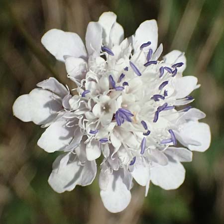 Cephalaria transsylvanica \ Siebenb&uuml;rger Schuppenkopf / Transsilvanian Scabiosa, A Wien 10.7.2023