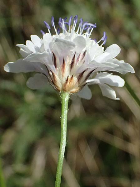 Cephalaria transsylvanica \ Siebenb&uuml;rger Schuppenkopf / Transsilvanian Scabiosa, A Wien 10.7.2023