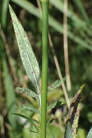 Cephalaria transsylvanica \ Siebenb&uuml;rger Schuppenkopf / Transsilvanian Scabiosa, A Wien 10.7.2023