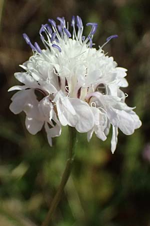 Cephalaria transsylvanica \ Siebenb&uuml;rger Schuppenkopf / Transsilvanian Scabiosa, A Wien 10.7.2023