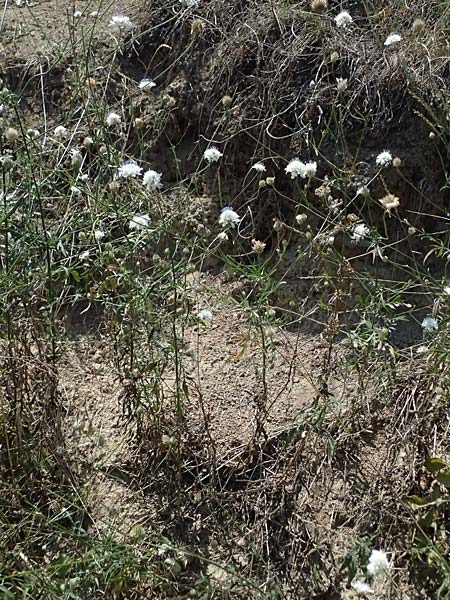 Cephalaria transsylvanica \ Siebenb&uuml;rger Schuppenkopf / Transsilvanian Scabiosa, A Wien 10.7.2023