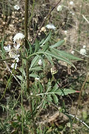 Cephalaria transsylvanica \ Siebenb&uuml;rger Schuppenkopf / Transsilvanian Scabiosa, A Wien 10.7.2023
