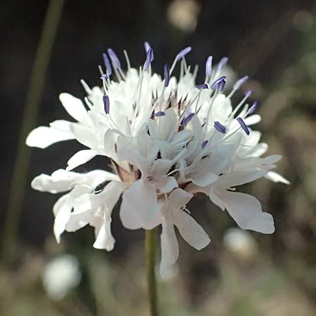 Cephalaria transsylvanica \ Siebenb&uuml;rger Schuppenkopf / Transsilvanian Scabiosa, A Wien 10.7.2023