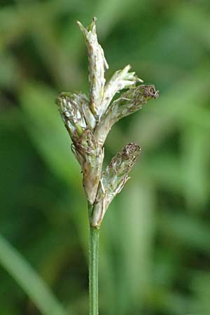 Carex transsilvanica \ Siebenb&uuml;rger Segge / Transylvanian Sedge, A Sankt Martin im Sulmtal 17.6.2026