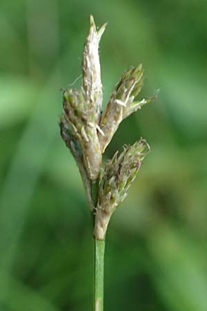 Carex transsilvanica \ Siebenb&uuml;rger Segge / Transylvanian Sedge, A Sankt Martin im Sulmtal 17.6.2026