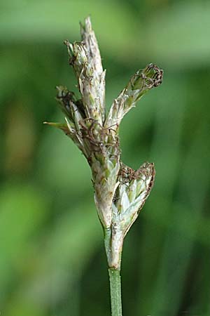 Carex transsilvanica \ Siebenb&uuml;rger Segge / Transylvanian Sedge, A Sankt Martin im Sulmtal 17.6.2026