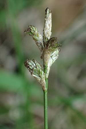 Carex transsilvanica \ Siebenb&uuml;rger Segge / Transylvanian Sedge, A Sankt Martin im Sulmtal 17.6.2026