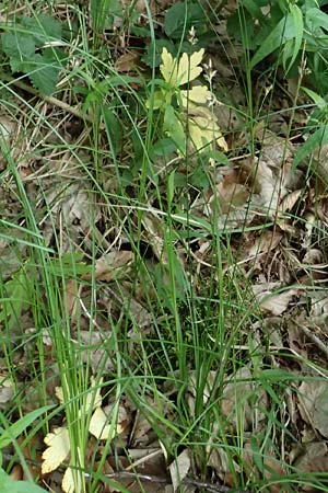 Carex transsilvanica \ Siebenb&uuml;rger Segge / Transylvanian Sedge, A Sankt Martin im Sulmtal 17.6.2026