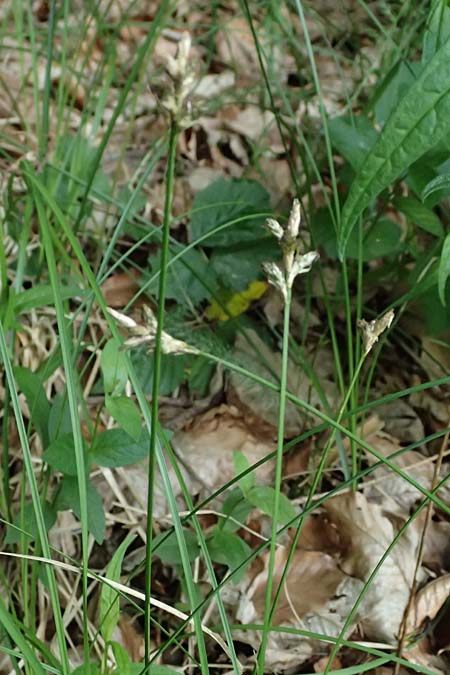 Carex transsilvanica \ Siebenb&uuml;rger Segge / Transylvanian Sedge, A Sankt Martin im Sulmtal 17.6.2026