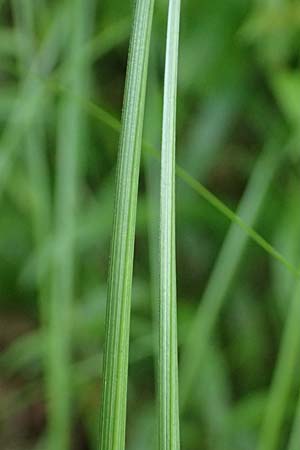 Carex transsilvanica \ Siebenb&uuml;rger Segge / Transylvanian Sedge, A Sankt Martin im Sulmtal 17.6.2026