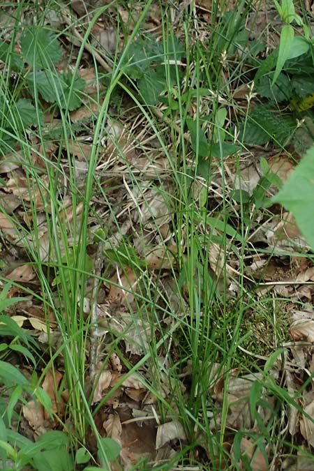 Carex transsilvanica \ Siebenb&uuml;rger Segge / Transylvanian Sedge, A Sankt Martin im Sulmtal 17.6.2026