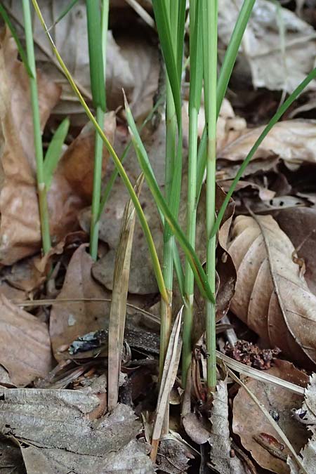 Carex transsilvanica \ Siebenb&uuml;rger Segge / Transylvanian Sedge, A Sankt Martin im Sulmtal 17.6.2026