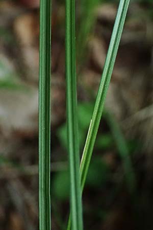 Carex transsilvanica \ Siebenb&uuml;rger Segge / Transylvanian Sedge, A Sankt Martin im Sulmtal 17.6.2026