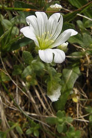 Cerastium pedunculatum \ Langstieliges Hornkraut / Pedunculate Mouse-Ear, A Malta - Tal / Valley 19.7.2010