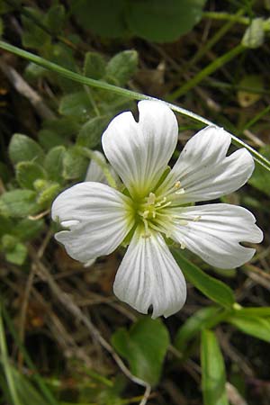 Cerastium pedunculatum \ Langstieliges Hornkraut / Pedunculate Mouse-Ear, A Malta - Tal / Valley 19.7.2010