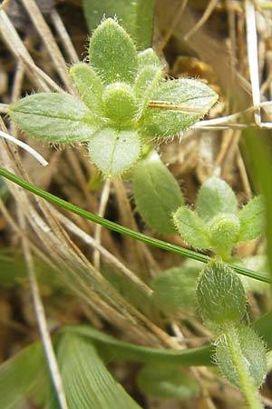 Cerastium pedunculatum \ Langstieliges Hornkraut / Pedunculate Mouse-Ear, A Malta - Tal / Valley 19.7.2010