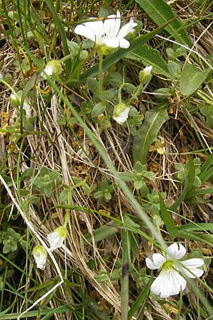 Cerastium pedunculatum \ Langstieliges Hornkraut / Pedunculate Mouse-Ear, A Malta - Tal / Valley 19.7.2010
