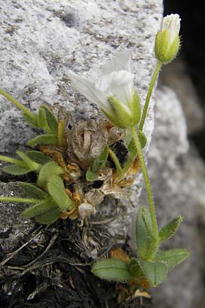 Cerastium pedunculatum \ Langstieliges Hornkraut / Pedunculate Mouse-Ear, A Malta - Tal / Valley 19.7.2010