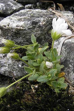 Cerastium pedunculatum \ Langstieliges Hornkraut / Pedunculate Mouse-Ear, A Malta - Tal / Valley 19.7.2010