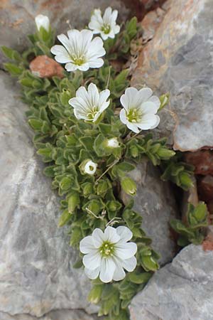 Cerastium uniflorum \ Einbltiges Hornkraut / Glacier Mouse-Ear, A Dachstein 10.7.2020