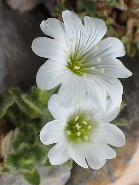 Cerastium uniflorum \ Einbltiges Hornkraut / Glacier Mouse-Ear, A Dachstein 10.7.2020