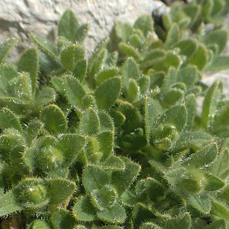 Cerastium uniflorum \ Einbltiges Hornkraut / Glacier Mouse-Ear, A Dachstein 10.7.2020